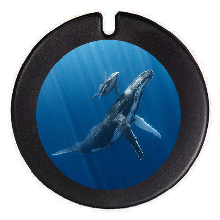 License Disc Holders by Fujifilm Print Centre - Gifting
